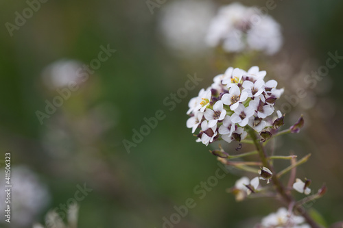 flower nature background. herb garden  small white plant flowers close-up.