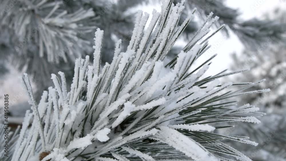 Beautiful lush Christmas tree branches with snow in the park on a winter day. Beautiful lush Christmas tree branches with snow in the park on a winter day.