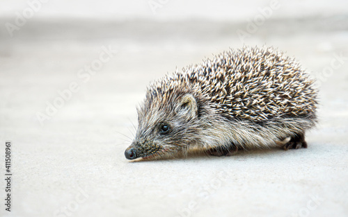 West European (common) hedgehog on a neutral background
