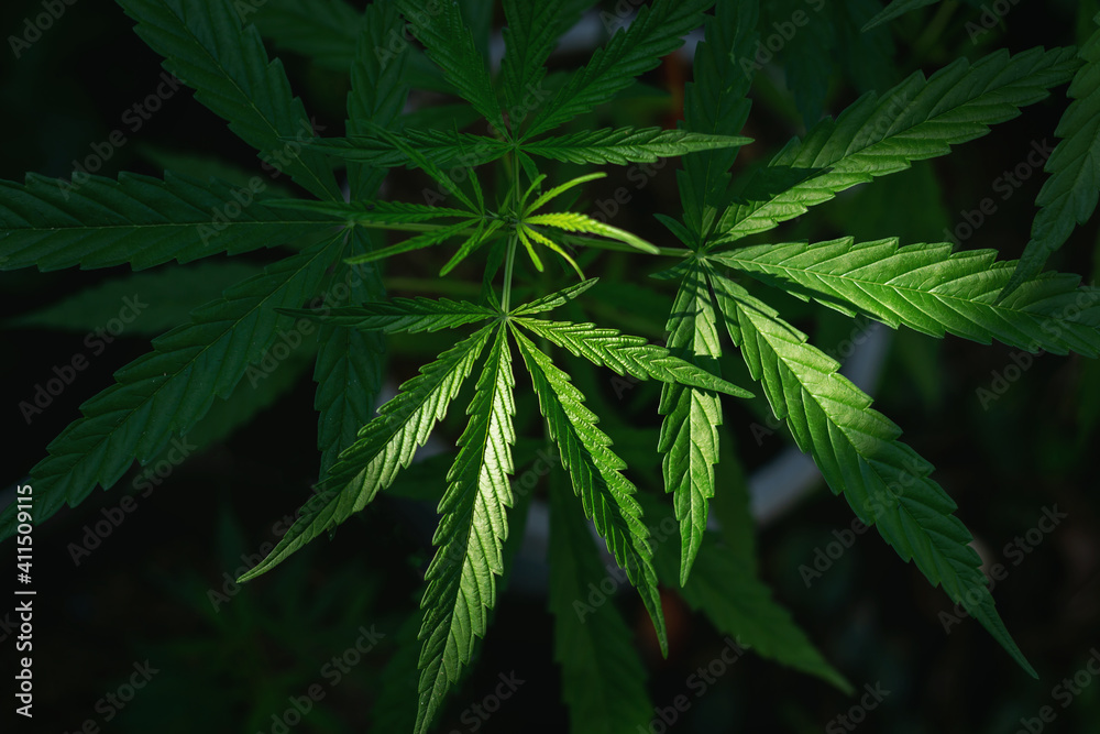 Cannabis leaves of the plant Marijuana leaves are used in medicine. Cannabis leaves of the plant Marijuana leaves are used in medicine.