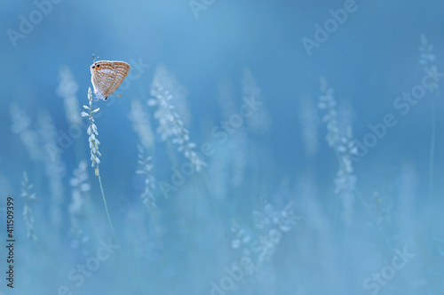 butterfly on the flower