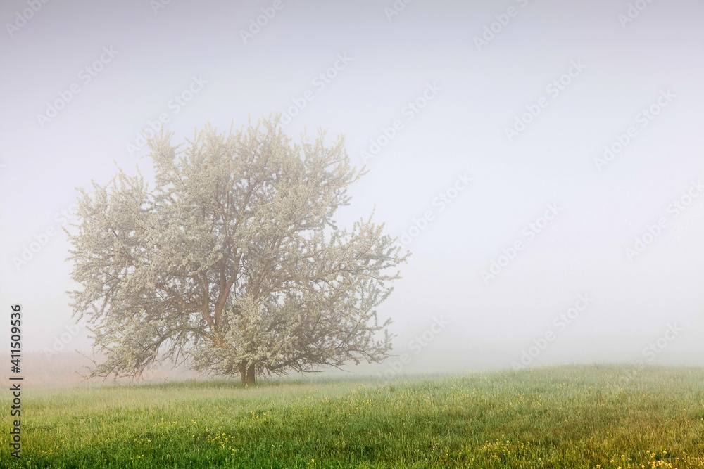Obraz premium Kirschbaum im Morgennebel