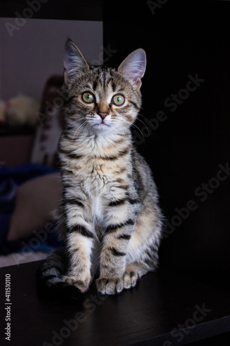 portrait of a cat