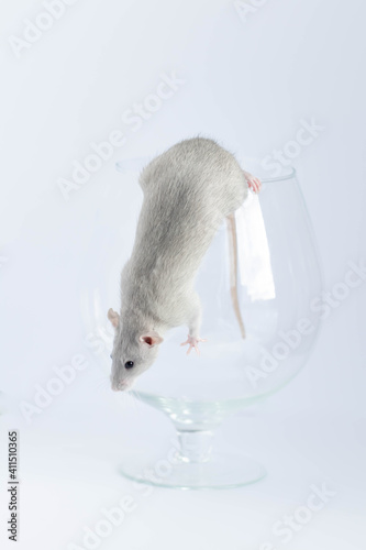 Cute little gray rat in a wine glass