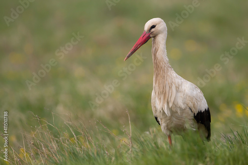 Weißstorch, Storch