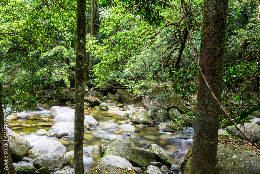 In Daintree National Park, Queensland, Australia In Daintree National Park, Queensland, Australia