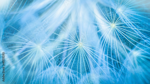 Blue abstract dandelion flower background, closeup with soft focus. Freedom to Wish. Dandelion silhouette fluffy flower on sunset sky. Seed macro closeup. Hope and dreaming concept. Fragility © Serenkonata
