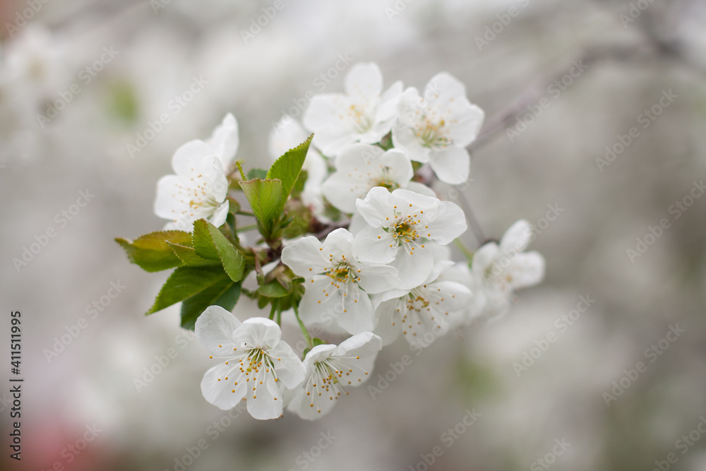 Cherry blossoms. Cherry blossoms.