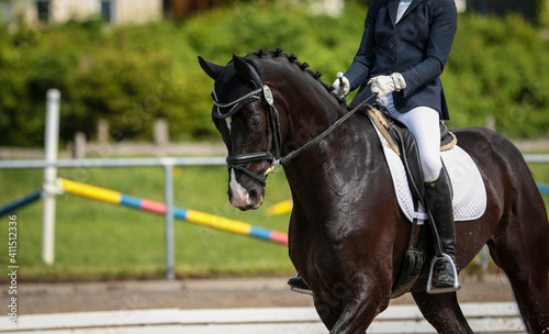 Black black dressage horse with rider, close-up head in close position.. © RD-Fotografie