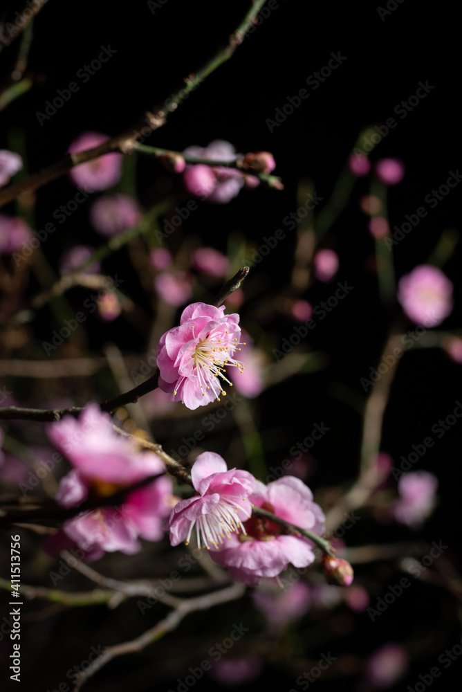 Obraz premium 夜の紅梅