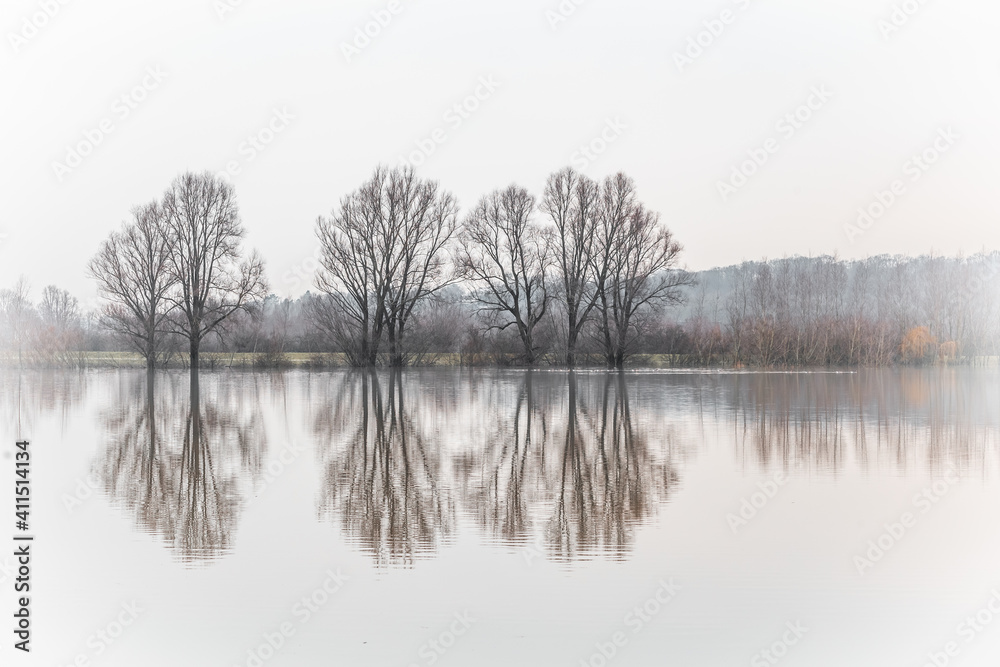Flooded trees in floodplains along river Rhine near Wageingen and Renkum in Gelderland in the Netherlands. Flooded trees in floodplains along river Rhine near Wageingen and Renkum in Gelderland in the Netherlands.