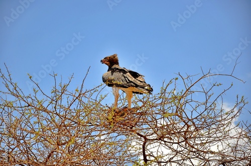 Wojownik zbrojny (Polemaetus bellicosus), największy z orłów Afryki, ze zdobyczą w szponach na drzewie