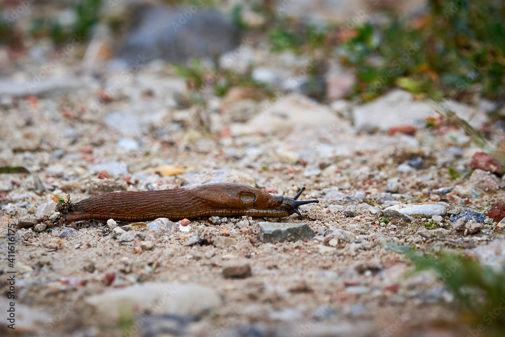 Land slug, shell-less terrestrial gastropod mollusc Land slug, shell-less terrestrial gastropod mollusc