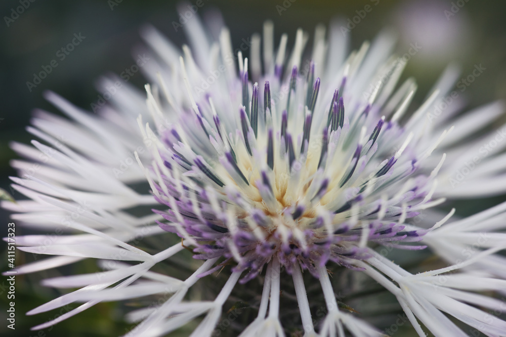 Scarlina Galactites tomentosa, plant belonging to the Asteraceae family. flower heads lilac or pink purple flowers. close up flower Scarlina Galactites tomentosa, plant belonging to the Asteraceae family. flower heads lilac or pink purple flowers. close up flower