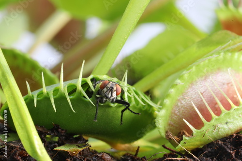 Venusfliegenfalle mit Fliege