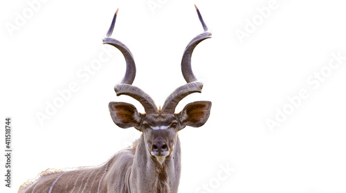 Kudu antelope in the Kruger National Park South Africa  photo