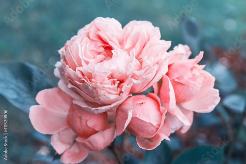 Fototapeta Naklejka Na Ścianę i Meble -  Tender pink rose in the garden against a background of dark leaves, toned effect.