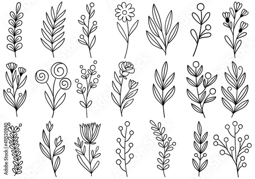 collection forest fern eucalyptus art foliage natural leaves herbs in line style. Decorative beauty elegant illustration for design hand drawn flower