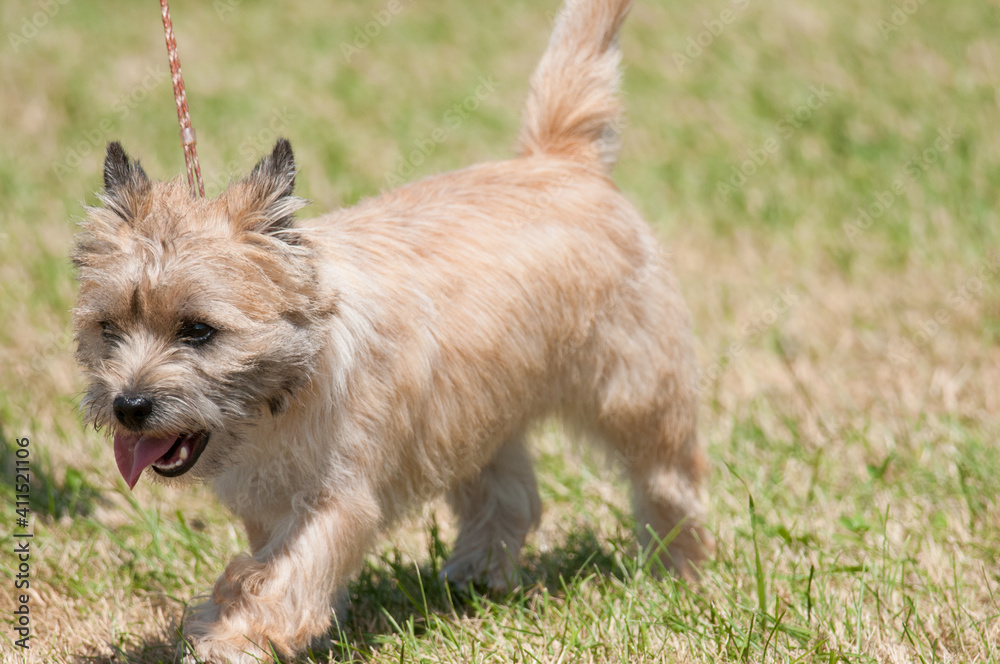 Fotografie Cairn Terrier walking