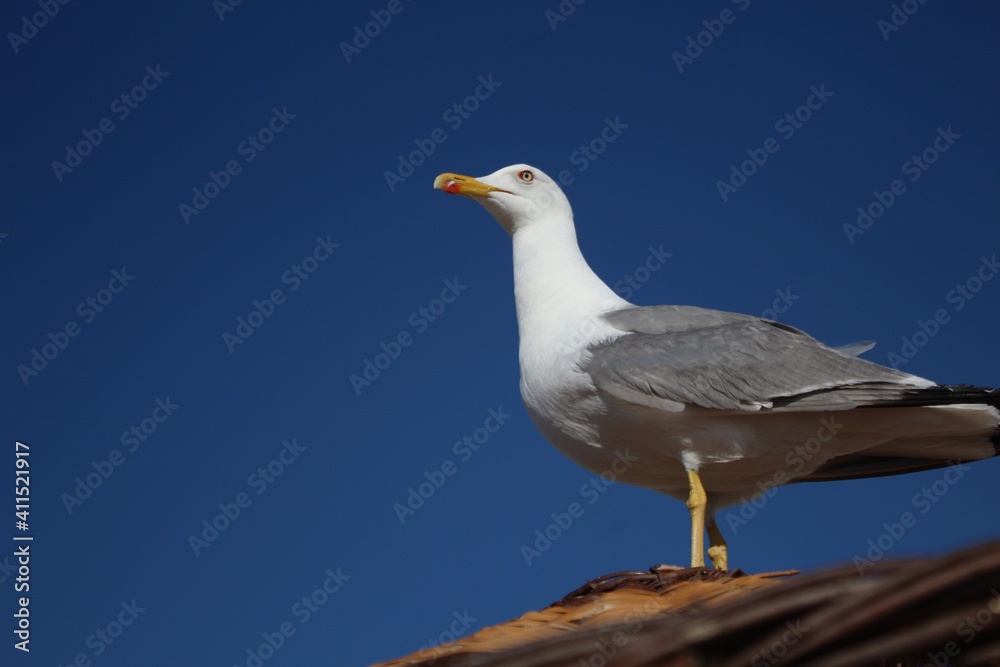 seagull bird feel freedom, blue nature sky seagull bird feel freedom, blue nature sky