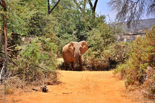 Słoń afrykański (Loxodonta africana) w buszu - samiec. Rezerwat Samburu (Kenia) © Lancan