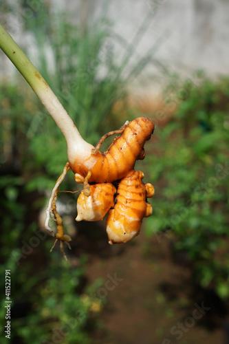 Harvest turmeric in the morning    