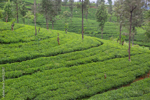 Tea Plantations in highlands of Sri Lanka.