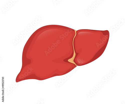 Flat illustration with liver on white background for medical design. Health care. Vector hepatic system organ, digestive gallbladder organ.