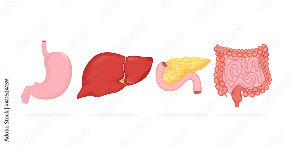 Digestive organs set in realistic style. Vector illustration graphic design. Cartoon infographic with digestive organs set. Digestive organs set in realistic style. Vector illustration graphic design. Cartoon infographic with digestive organs set.