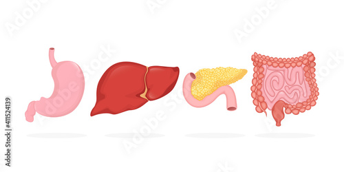 Digestive organs set in realistic style. Vector illustration graphic design. Cartoon infographic with digestive organs set.