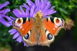 Peacock-butterfly - Aglais-io - on an Aster flower
