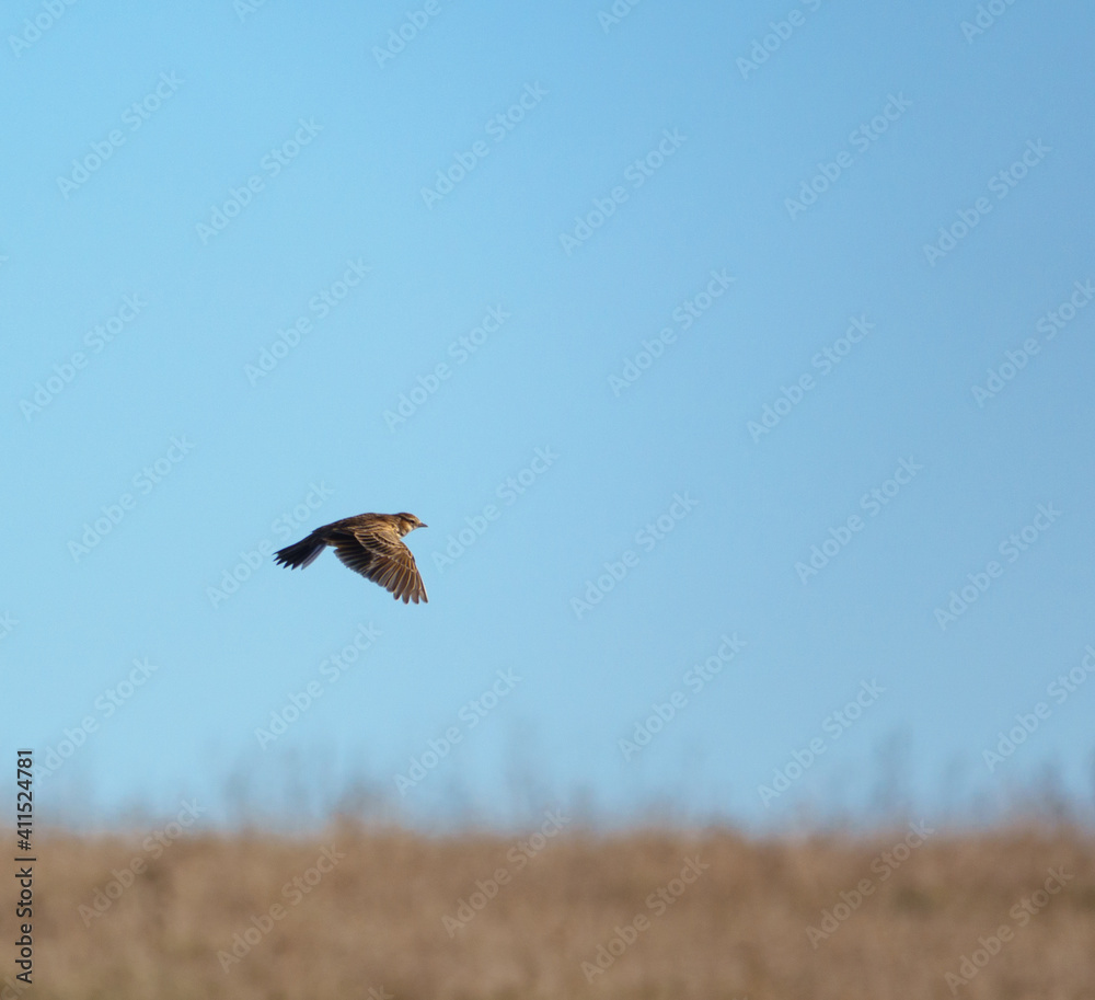 Golden Plover Pluvialis dominica in flight over winter meadows Golden Plover Pluvialis dominica in flight over winter meadows