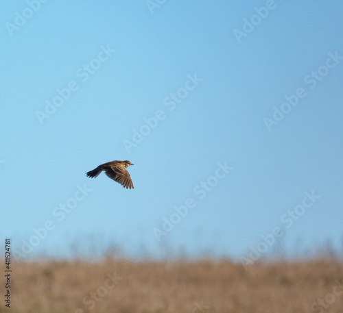 Golden Plover Pluvialis dominica in flight over winter meadows