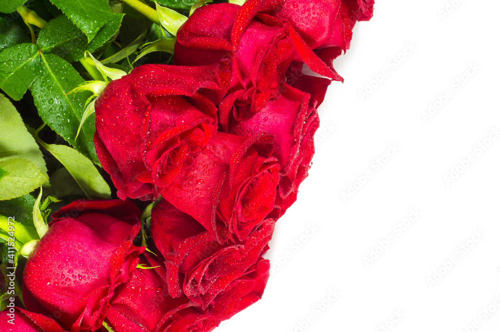 custom made wallpaper toronto digitalRed roses on white background