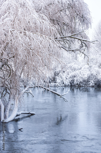 Willow in water covered with snow