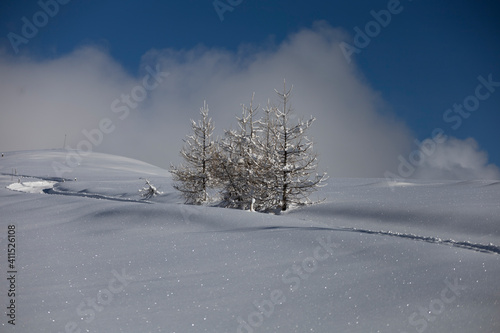 solitary larches on Colle delle Cavalline in Elva, upper Maira Valley, Cottian Alps photo