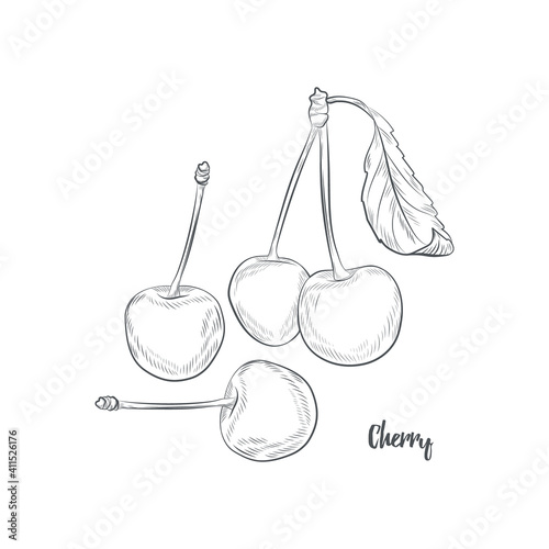 Cherry sketch vector illustration. Hand drawn cherries isolated on white background.