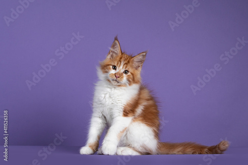 Adorable red with white Maine Coon cat kitten, sitting side ways. Looking towards camera. Isolated on a purple background.