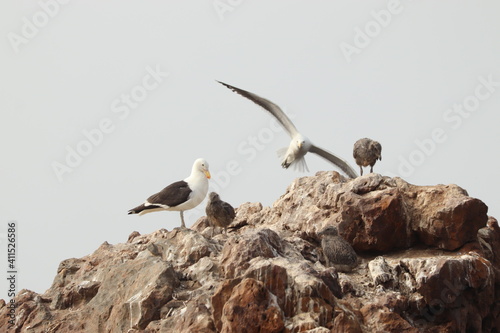 Family of seagulls with their chicks nesting on top of a rock in Namibia.