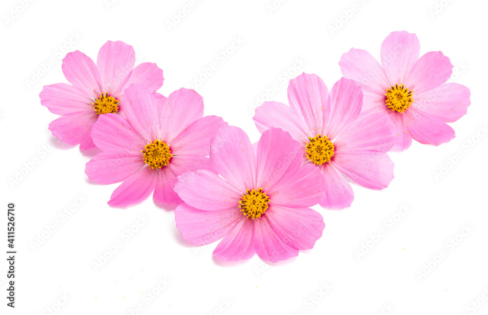 kosmeya flower isolated kosmeya flower isolated