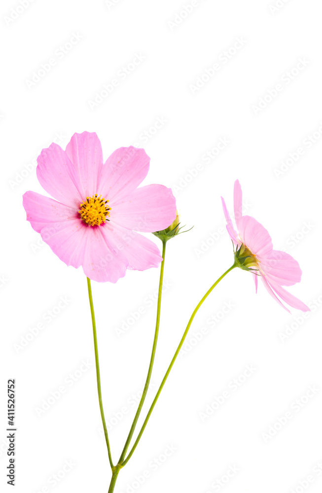 kosmeya flower isolated kosmeya flower isolated