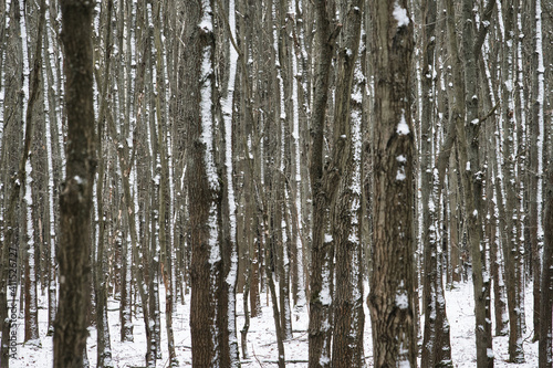 Laubwald im Winter 2