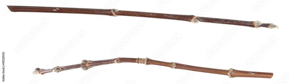 Dry tree twigs branches isolated on white background. pieces of broken wood plank on white background. close-up Dry tree twigs branches isolated on white background. pieces of broken wood plank on white background. close-up