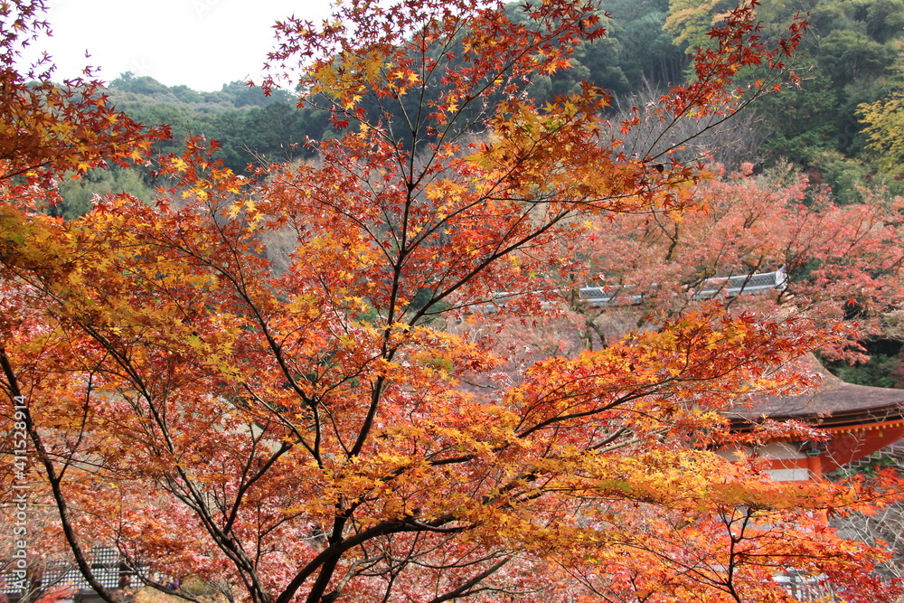 autumn trees in Japan