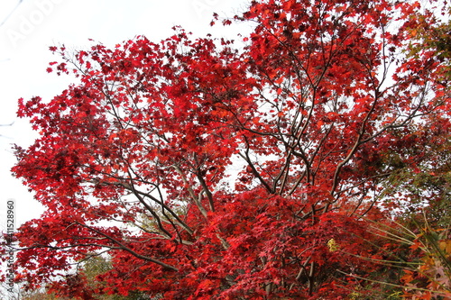 autumn trees in Japan