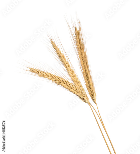 Ears of rye isolated on a white without shadow