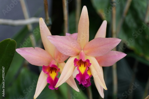 Pink and purple epidendrum orchids at full bloom photo