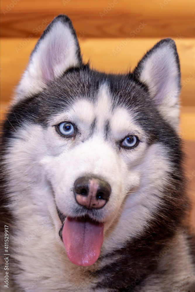 Portrait smiling black and white siberian husky dog with blue eyes, close up.