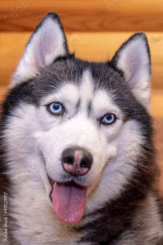 Portrait smiling black and white siberian husky dog with blue eyes  close up.