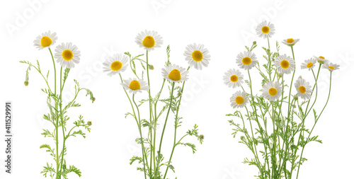 Chamomiles daisy flowers isolated on white background set photo